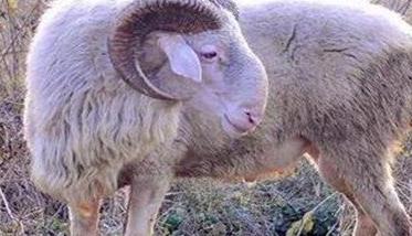 羊肝片吸虫症状与治疗 羊肝片吸虫用什么驱虫药
