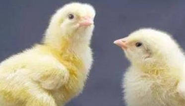 鸡饲养环境与疾病的关系 鸡饲养环境与疾病的关系是