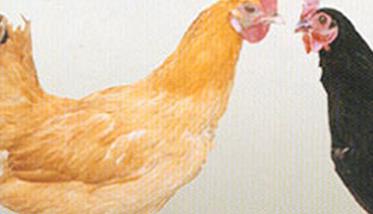 介绍几种常见的绿壳蛋鸡品种 绿壳蛋鸡有几种