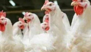 肉鸡为什么公母分群饲养效益高 肉鸡不分公母吗