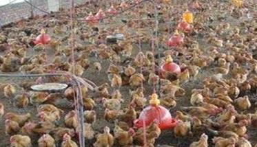 发酵床养鸡对饲料的要求有哪些
