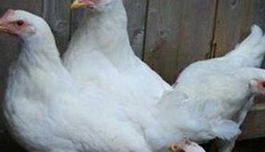 白来航鸡是什么品种，鸡舍如何消毒（哪里有白来航鸡苗卖?）