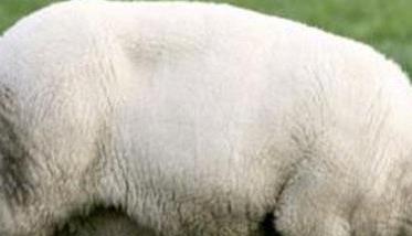 一只羊有多重吃多少草料 一只羊有多重吃多少草料啊