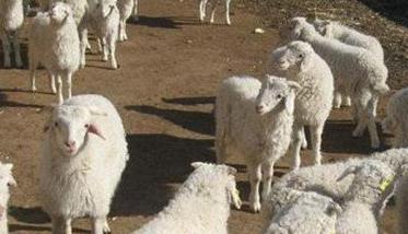 羊的养殖管理须知
