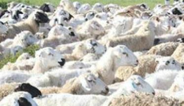 我国羊的品种区划及育种方向如何（中国羊的品种）