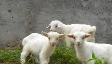 对于羊羔的培育需要注意什么 对于羊羔的培育需要注意什么细节