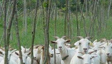 秋季养羊需要注意些什么问题
