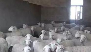 空怀期母羊的饲养管理