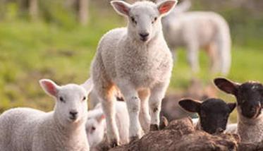 六项措施可提高肉羊繁殖力（肉羊养殖的几个关键技术问题）