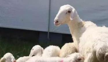 如何科学配种增加母羊产羔率 怎样提高母羊产羔率