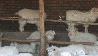 羔羊补饲与育肥羊的补饲方法 简述羊补饲的方法