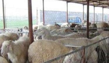 养殖杂交肉羊的优势和效益在哪里 养殖杂交肉羊的优势和效益在哪里体现