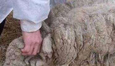 羊的东毕吸虫病的诊断要点是什么（治疗牛羊东毕吸虫病的药物是）