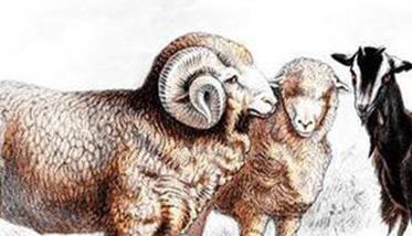 羊的棘球蚴病的病原