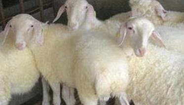 提高小尾寒羊繁殖力的综合措施（小尾寒羊繁殖技术）