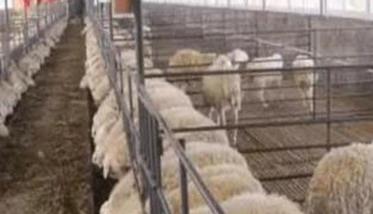 冬季养羊要注意哪些问题？（冬季养羊要注意哪些问题）