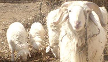 提高母羊多羔率的技术措施 提高母羊繁殖力的措施