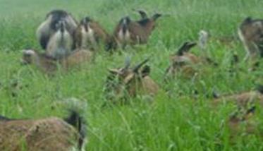 可用于饲养肉羊的优良牧草有哪些 饲喂肉羊的牧草