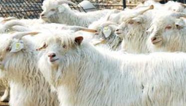 我国绒山羊的主要品种有哪些 绒山羊是我国重要的一种生物资源