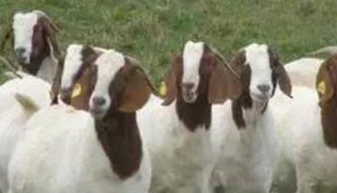 怎样提高肉羊繁殖力 如何提高羊的繁殖成活率