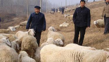 提高养羊的经济效益