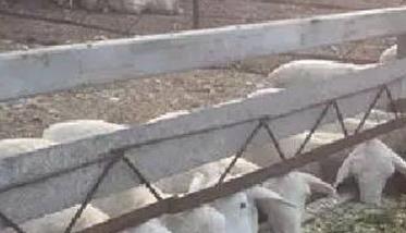 如何预防羊喂氨化饲草氨中毒