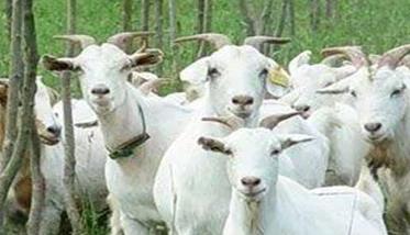 肉羊夏季常见病有哪些，如何防治 肉羊常见病及治疗