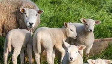 繁殖母羊饲养管理技术要点 母羊的饲养管理技术和要点