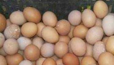 如何提高蛋鸡的蛋壳质量和硬度（如何提高后期蛋鸡的蛋壳质量）
