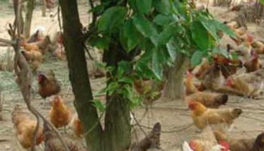 鸡有机磷农药中毒怎么办（有机磷农药中毒可用哪种药物解救）
