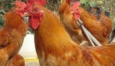 怎样防治鸡蛔虫病