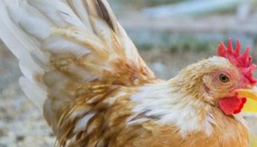 鸡慢性呼吸道病怎样防治 鸡慢性呼吸道病的症状