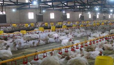 肉鸡鸡舍环境控制的标准和要求 鸡舍的环境条件控制应该包含哪几个方面?