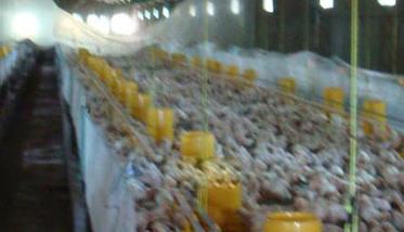 如何掌握肉种鸡限制饲喂技术（肉种鸡可以不进行限制饲喂）