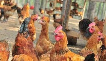 为什么养鸡存在那么多的疫病（为什么养鸡存在那么多的疫病现象）