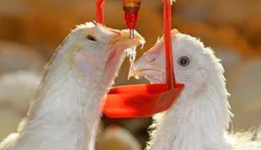 肉种鸡生产中的饮水管理技术要点 肉种鸡生产中的饮水管理技术要点是什么
