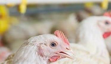 鸡慢性呼吸道疾病防控技术要点（鸡慢性呼吸道疾病防控技术要点包括）