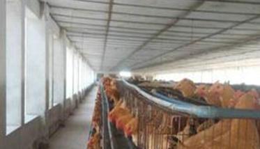 如何提高种鸡场养殖效率的措施 养鸡场如何提高产蛋率