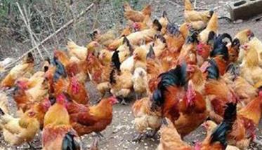 土鸡养殖与饲养需注意事项 养殖土鸡需要注意什么