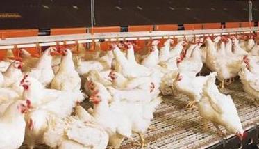 怎样提高肉鸡生产均匀度的方法 怎样提高肉鸡生产均匀度的方法和技巧