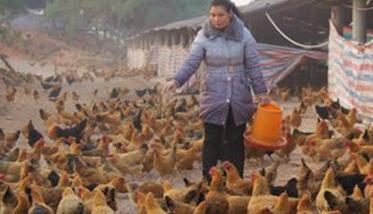 冬季养鸡如何增加产蛋量 冬季养鸡如何增加产蛋量的方法
