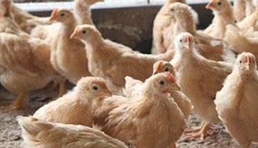 要根据鸡蛋变化解决饲料配制的不足 要根据鸡蛋变化解决饲料配制的不足之处