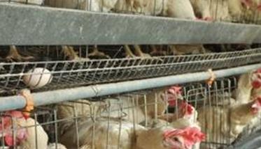 养鸡省料、减少养殖鸡成本有四招（养鸡如何最大限度降低成本）