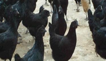 乌鸡育成期的管理技术 乌鸡养殖技术管理的方法有哪些?