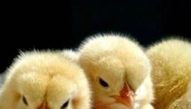 鸡的饮水消毒方法 养鸡饮水消毒