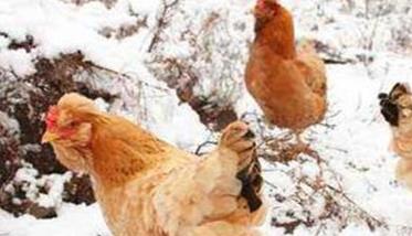 鸡群秋冬季常见疾病症状及治疗分析（秋冬季鸡容易得什么病）