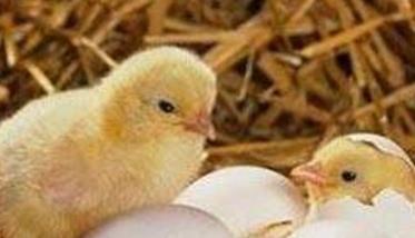 蛋鸡种蛋孵化率下降的原因是什么 蛋鸡种蛋孵化率下降的原因是什么意思