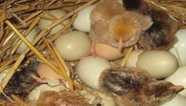 乌鸡蛋孵化温度、湿度是多少 乌鸡蛋孵化时间多长