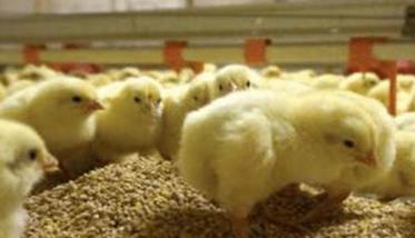 仙居鸡的饲养管理技术 仙居土鸡苗养殖场