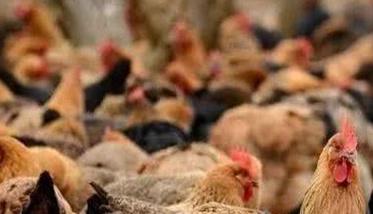 养鸡如何预防用药发挥最佳效果 养鸡怎么预防